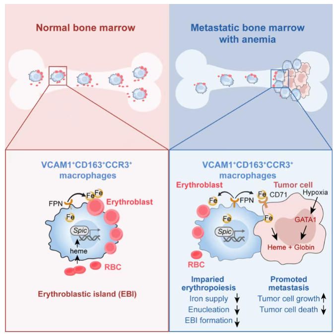 cell-20250903-data2 cell-20250903-data2