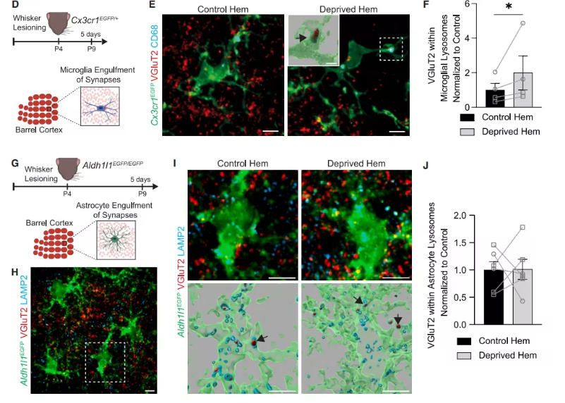 20250915-cell-非清除-data1 20250915-cell-非清除-data1