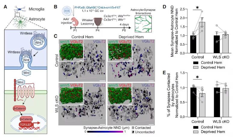 20250915-cell-非清除-data2 20250915-cell-非清除-data2